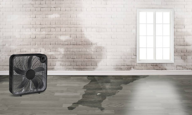 Best Flood damage cleanup  in Eglin Af, FL